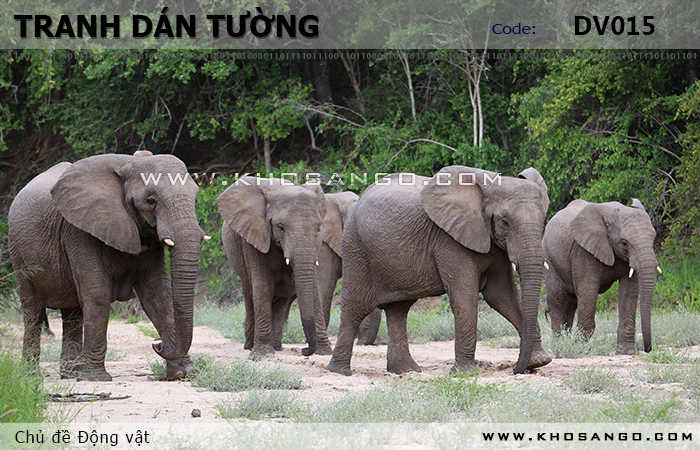 Tranh dán tường Động vật DV015