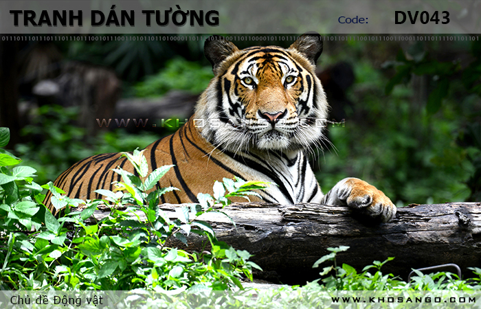 Tranh dán tường Động vật DV043