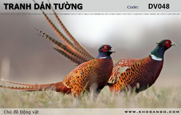Tranh dán tường Động vật DV048